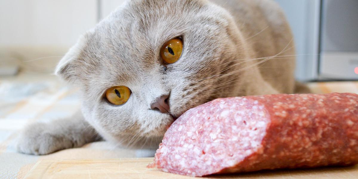 Questionner la possibilité que les chats mangent du salami, une image mettant en évidence une question courante sur l'alimentation des félins.