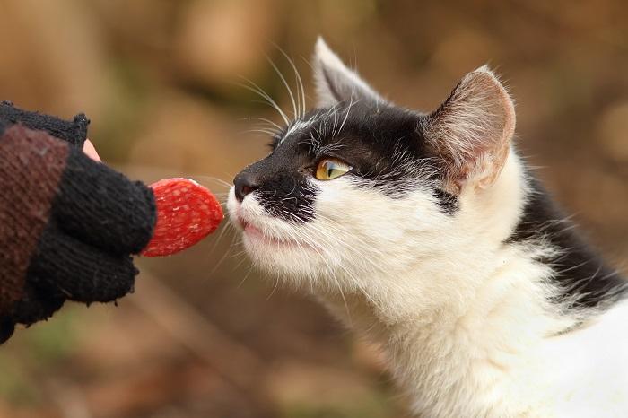 Un chat curieux rencontre une tranche de salami, suscitant un intérêt pour des aliments inhabituels.