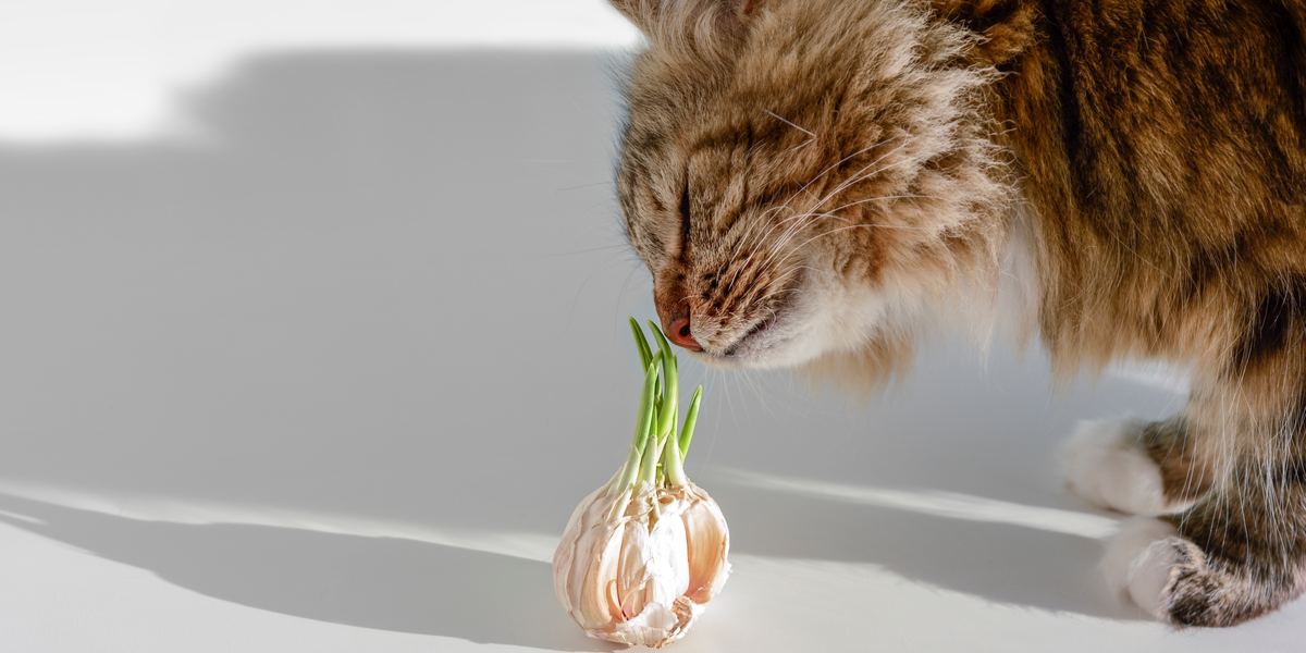 Image capturant un chat près de l'ail, attirant l'attention sur les dangers potentiels de l'ail pour les félins