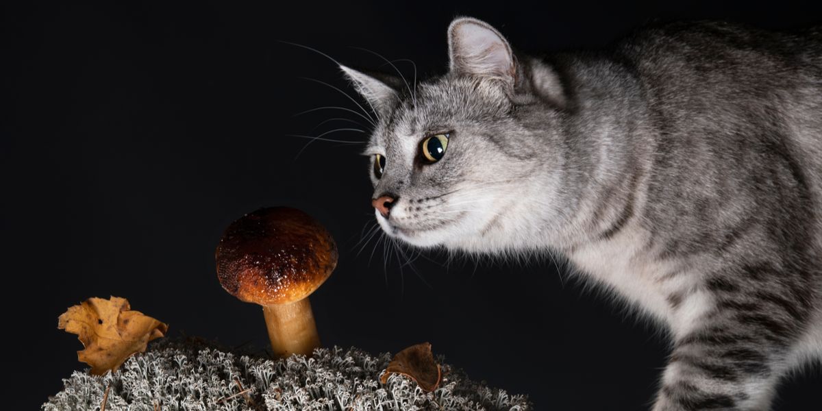 Une image représentant un chat et un champignon, suscitant des inquiétudes quant aux dangers potentiels de certains champignons pour la santé féline