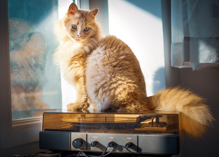 Une image artistique mettant en scène un chat à côté d'un tourne-disque.