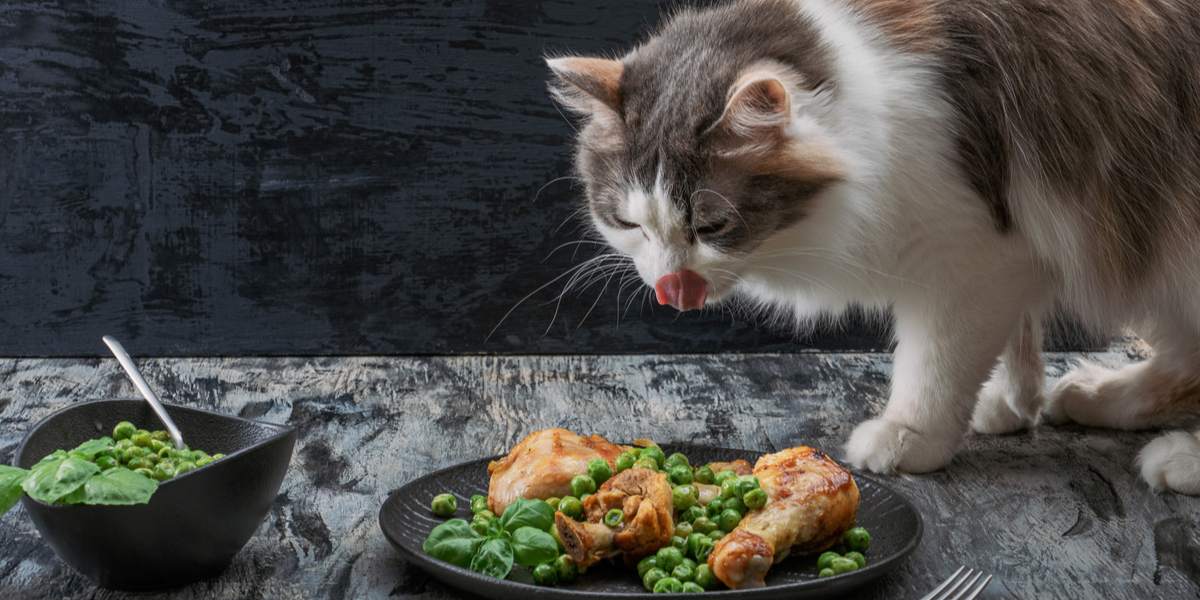 Chat satisfait savourant un repas de dinde.