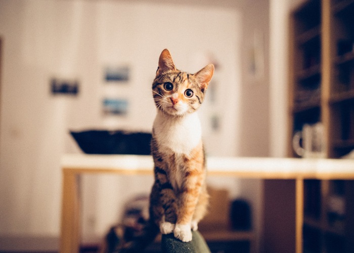 L'image montre un chat regardant directement la caméra avec des yeux concentrés et une expression curieuse.