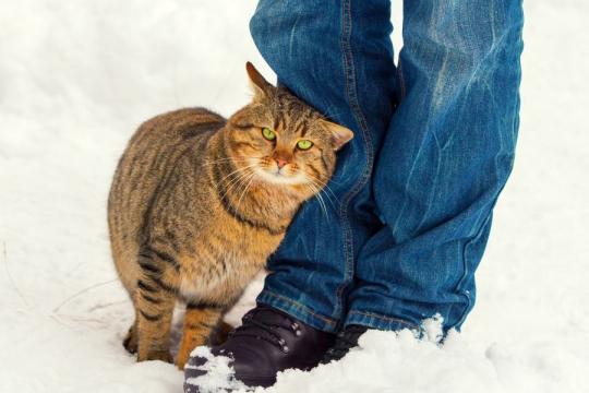 Que signifie lorsqu'un chat se frotte contre vous ?