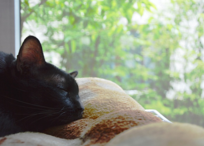 Photo d'un chat satisfait faisant une sieste paisible près d'une fenêtre