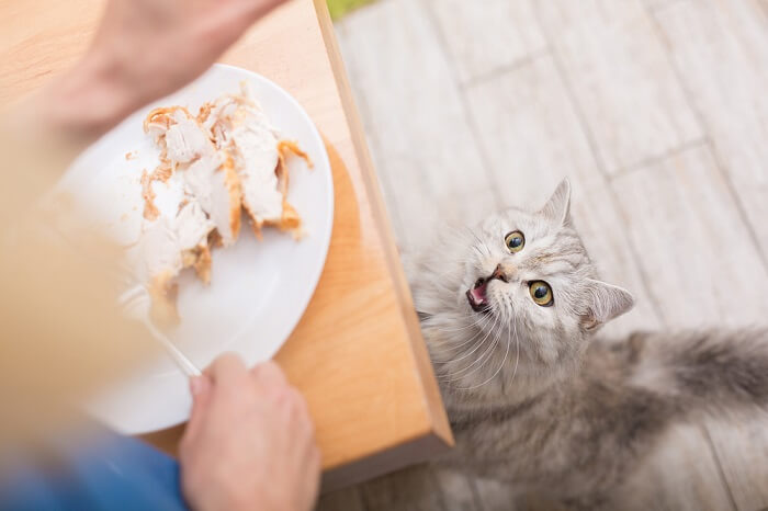 Chat content avec une cuisse de dinde, savourant un savoureux festin félin.