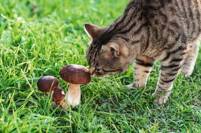 Une image montrant un chat près de champignons, soulignant l'importance d'être prudent quant aux types de champignons présents dans l'environnement d'un chat