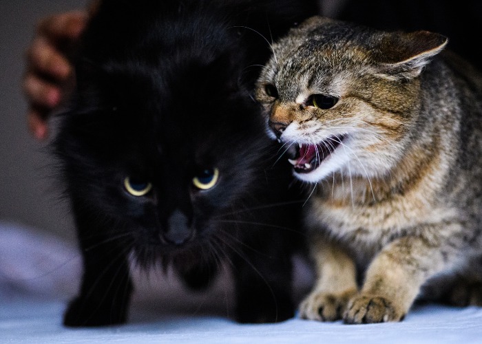 Une image capturant un moment de tension entre deux chats en colère.