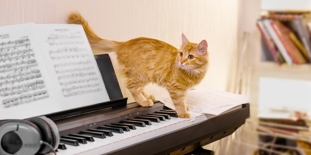 Une image discutant de la question de savoir si les chats aiment la musique.