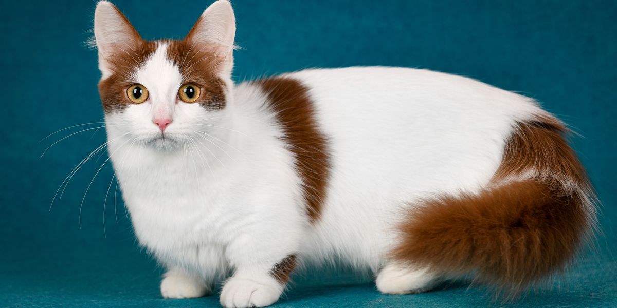 Image d'un chat nain, une race connue pour sa petite taille et ses caractéristiques uniques, assis de manière charmante et captant l'attention avec son apparence attachante.