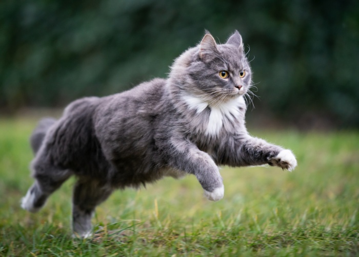 Chat gris en course animée.