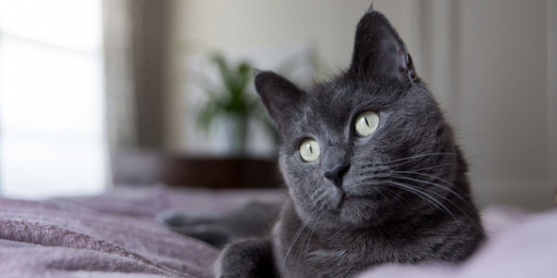 300 meilleurs noms de chats gris avec leur signification