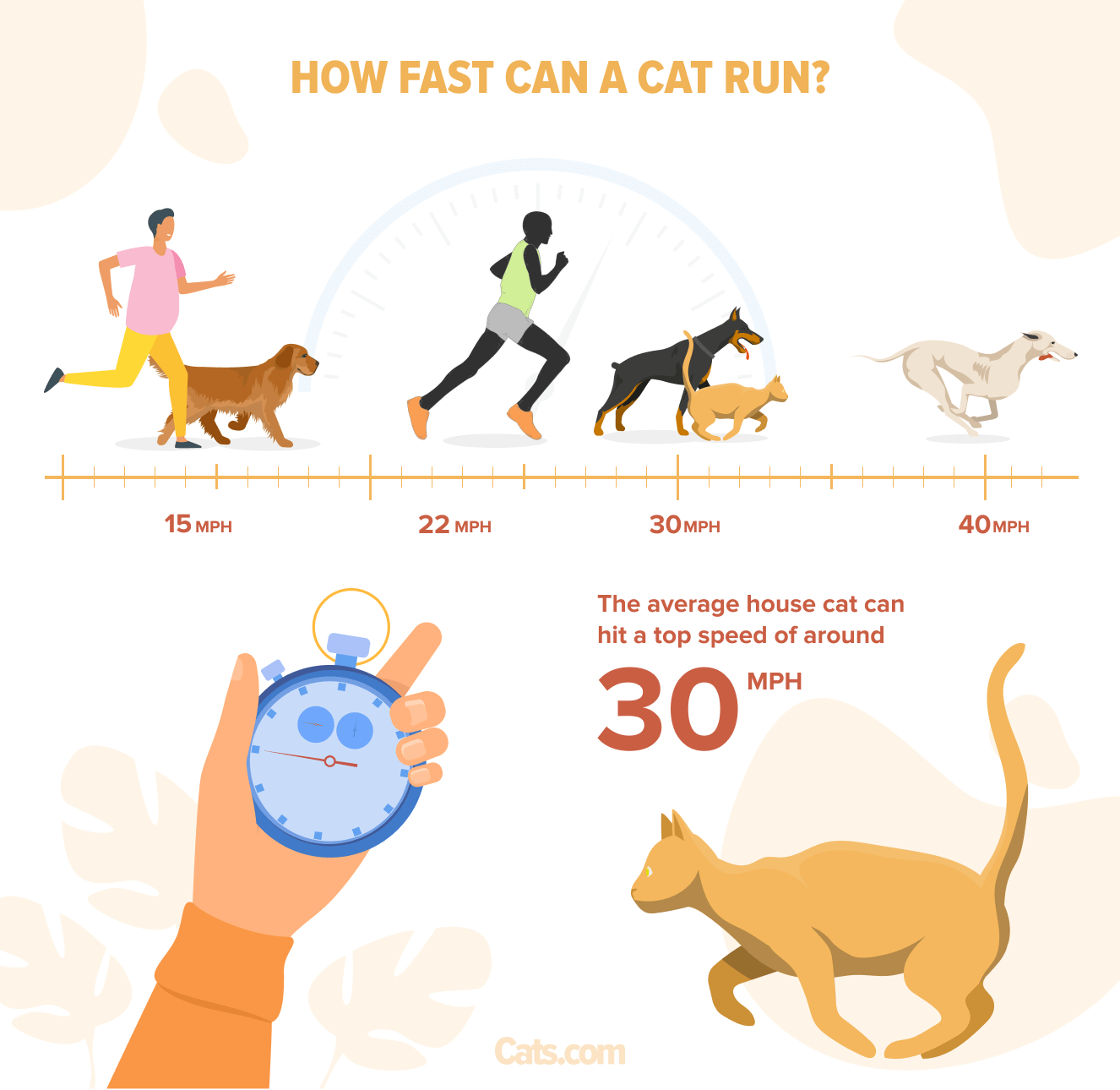 Graphique informatif illustrant la vitesse impressionnante de la capacité de course d'un chat.