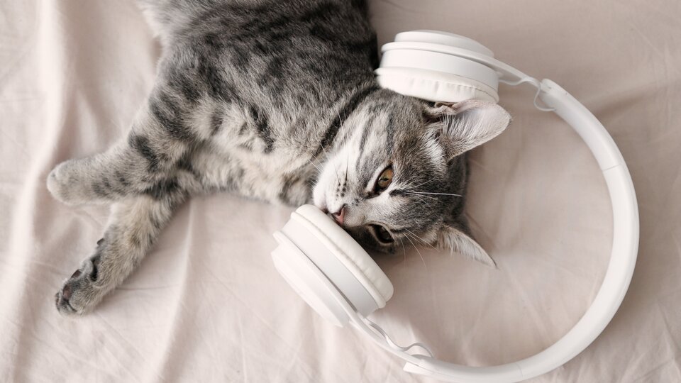 Les chats aiment-ils la musique ?