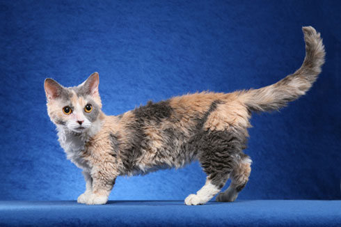 Image d'un chat Lambkin, une race connue pour sa combinaison unique d'absence de poils et de nanisme, assis de manière attachante et attirant l'attention avec son apparence charmante.