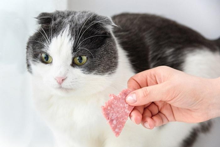 Illustrant les dangers potentiels liés à la consommation de salami par les chats, en soulignant les précautions alimentaires importantes.