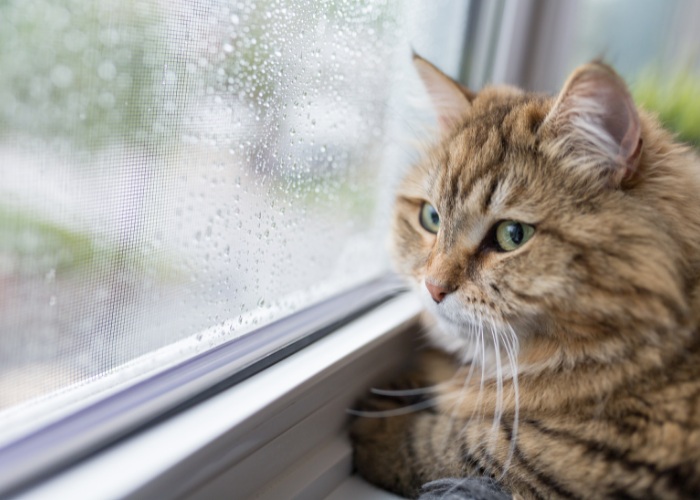 Un chat regarde tristement par la fenêtre