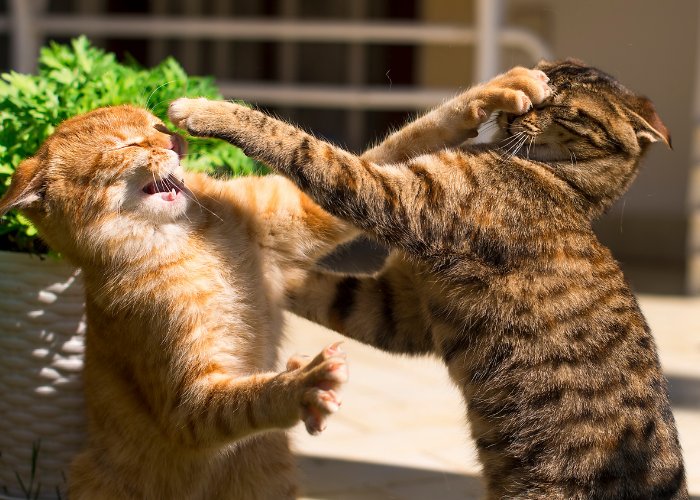 Deux chats tigrés engagés dans un combat ludique.