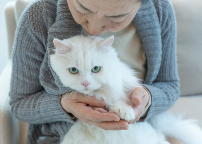 adopter un chat ayant des besoins spéciaux