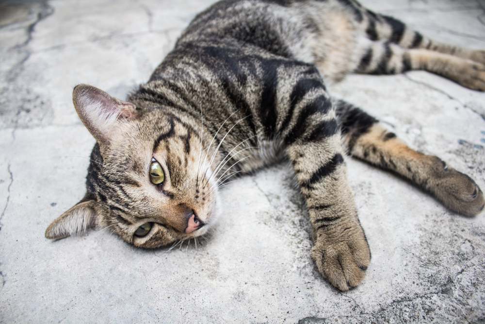 Chat bobtail Américain couché