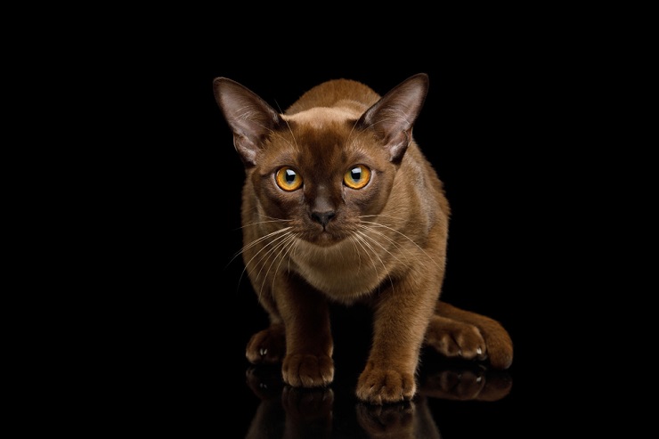 Une image mettant en valeur le charme d'un chat birman, connu pour son pelage lisse et ses yeux captivants et pleins d'âme.