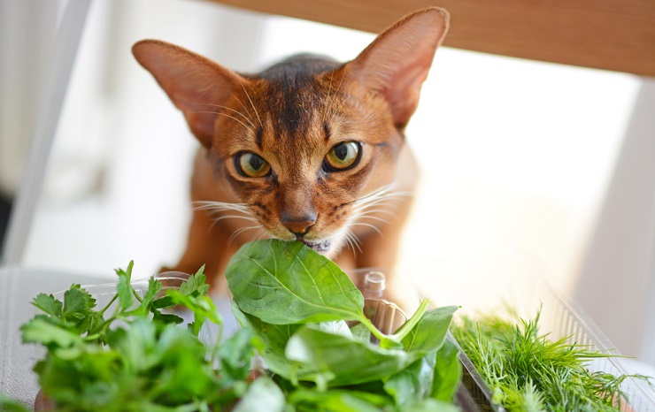 Image captivante d'un chat dégustant une bouchée de feuilles de basilic