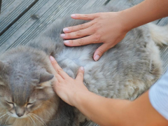 A cat with fleas, highlighting the importance of flea prevention and treatment for feline health.