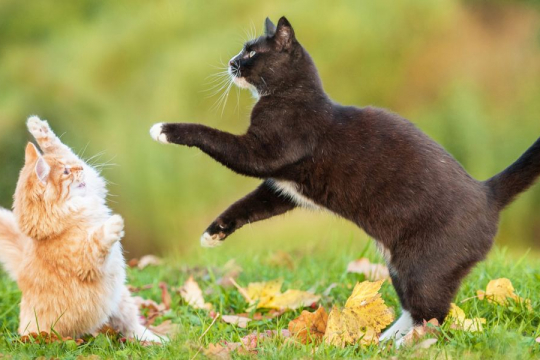 Comment aider les chats à s'entendre ?