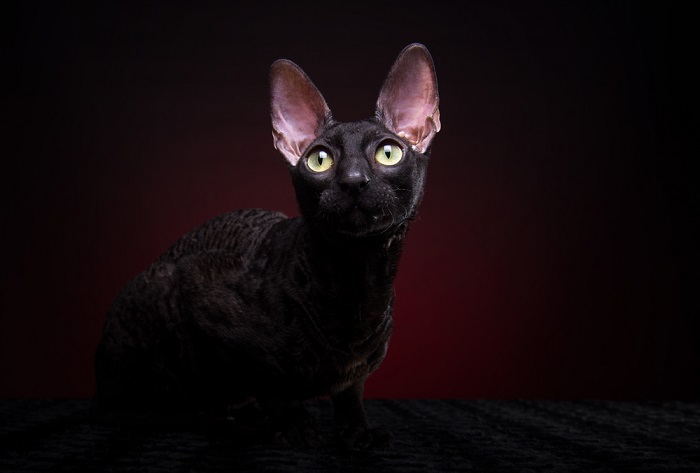 Le chat Cornish Rex avec son pelage ondulé caractéristique et ses yeux expressifs, capturant l'apparence distinctive de la race et sa personnalité vive qui le distingue dans le monde des compagnons félins