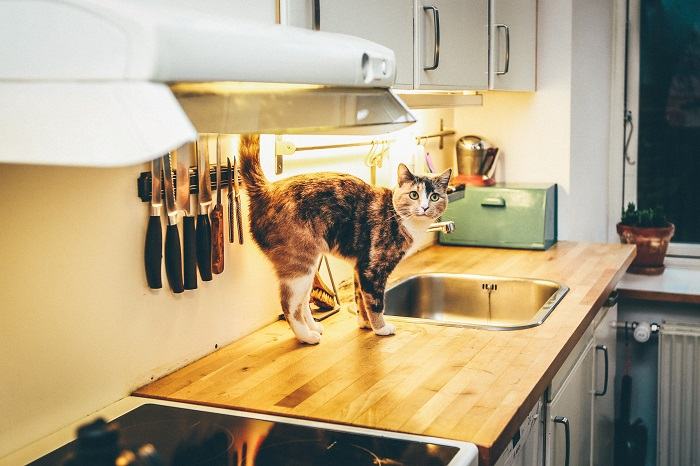 Chat énergique et joyeux, rayonnant d'excitation et de bonheur dans son environnement.