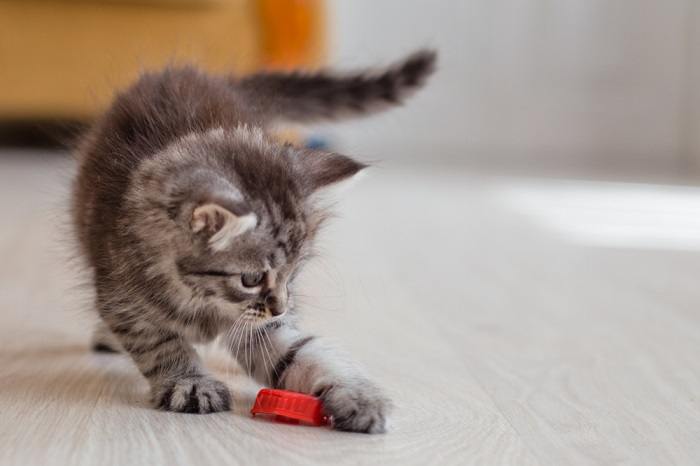 pourquoi les chats marchent-ils en crabe ?