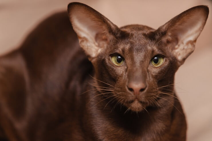 Image d'un chat Oriental Shorthair, connu pour son corps élégant et ses grandes oreilles, assis gracieusement et dégageant un air de sophistication et d'élégance.