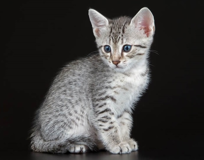 pourquoi les chats tigrés ont-ils un « M » sur le front ?