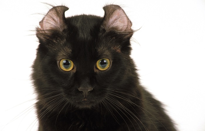 Image d'un chat American Curl, reconnu pour ses oreilles recourbées vers l'arrière, avec une expression amicale et curieuse