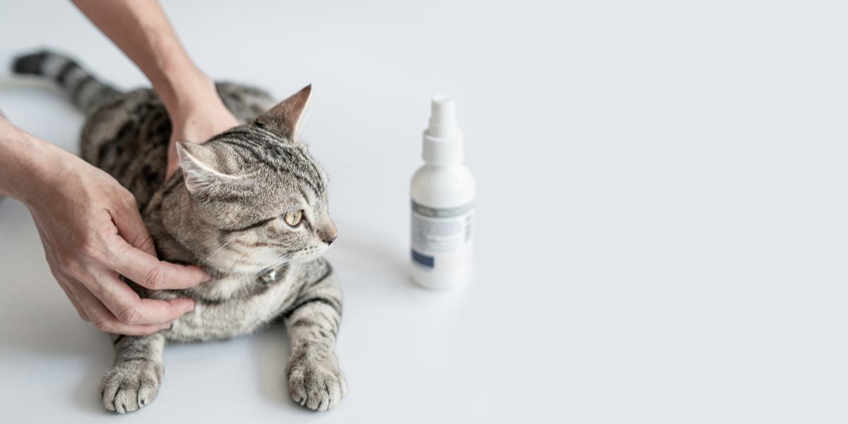 Traitement antifongique pour chats, mettant en évidence l'utilisation de médicaments pour lutter contre les infections fongiques dans la santé féline.