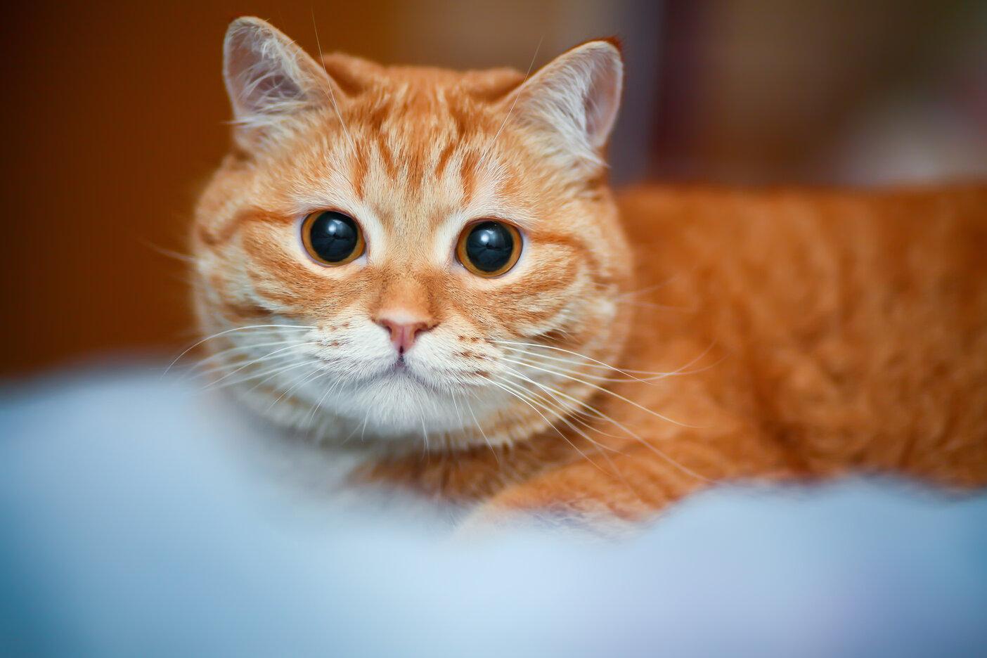 Une image d'un chaton joueur avec une tête disproportionnée, capturant sa nature adorable et attachante