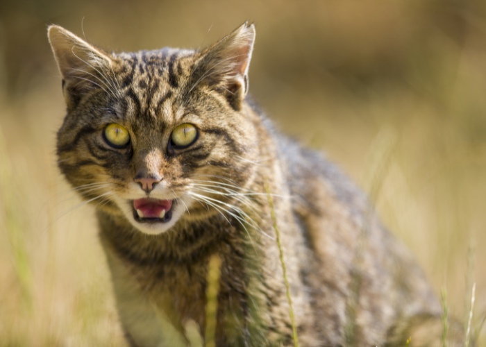 Chat avec une grosse tête