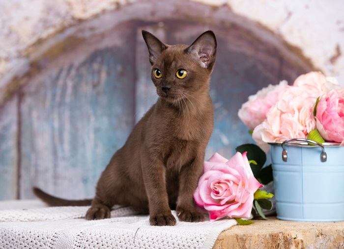 Une image mettant en valeur la beauté d'un chat birman européen brun, avec son pelage lisse et sa présence enchanteresse