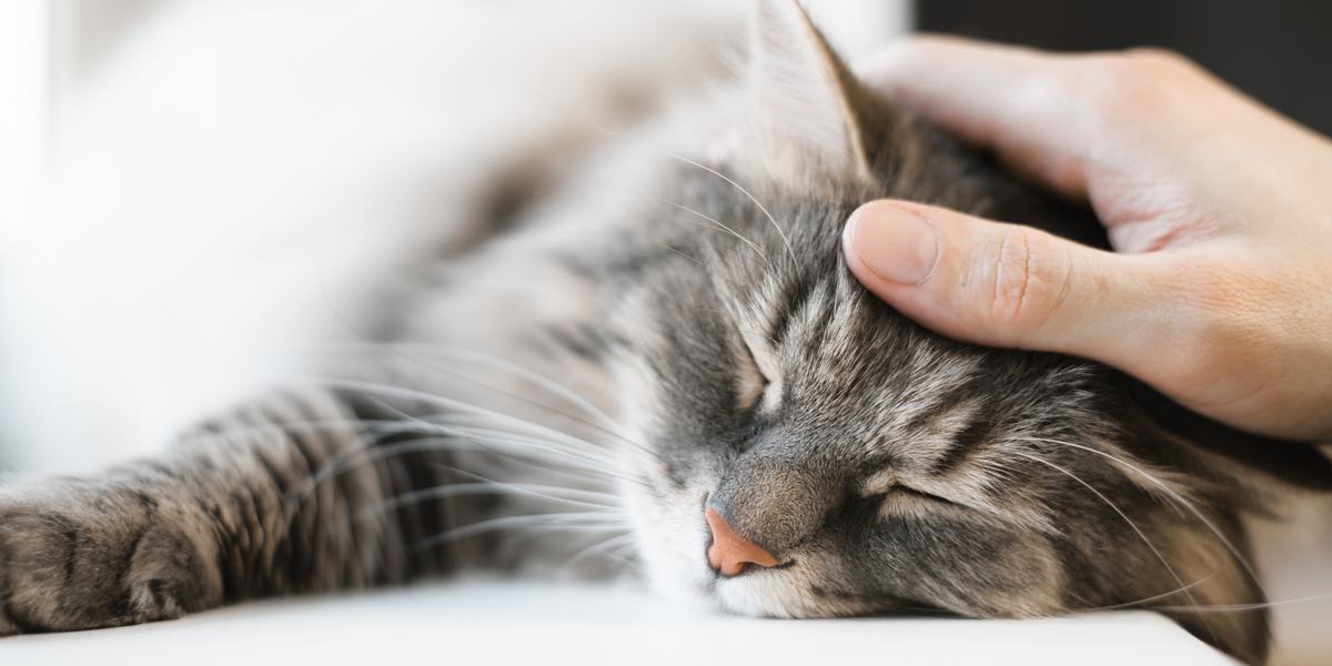 Chat serein et tranquille se reposant paisiblement, dégageant une sensation de calme et de détente dans son environnement.