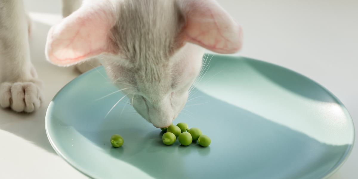 Image représentant un chat et des haricots, mettant en valeur l'interaction ludique d'un félin avec les haricots