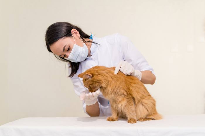 Image d'un chat à qui son propriétaire administre des médicaments, soulignant l'importance de soins appropriés pour son animal et d'un traitement médical.