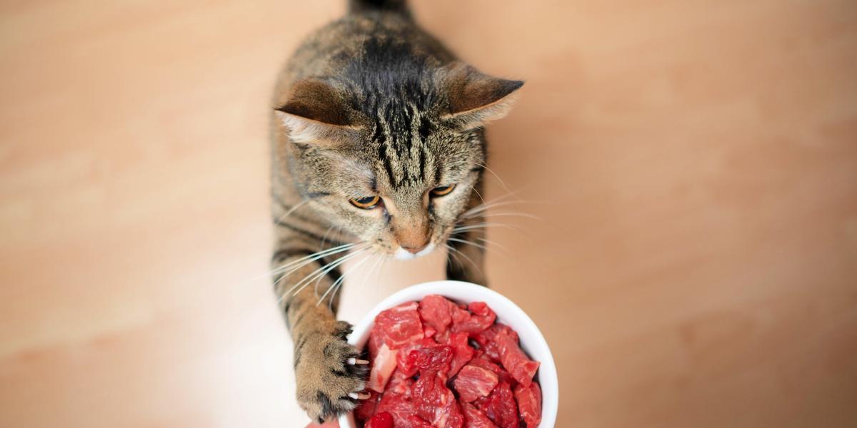 Un chat curieux rencontre de la viande crue, suscitant l'intrigue sur les régimes alimentaires primitifs.