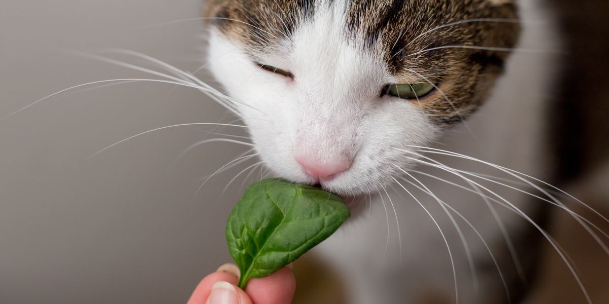 Chat joueur au regard curieux explorant un bouquet d'épinards frais.