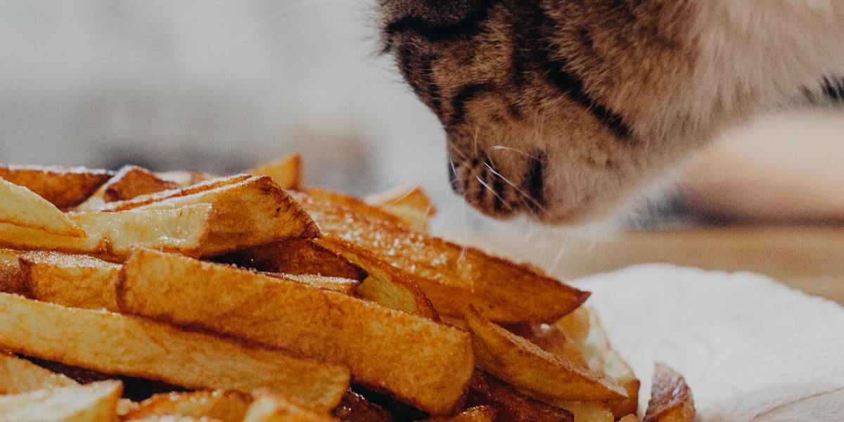 Un adorable chat tigré orange renifle avec curiosité une patate douce cuite, illustrant une interaction réconfortante entre la curiosité féline et un aliment sain.