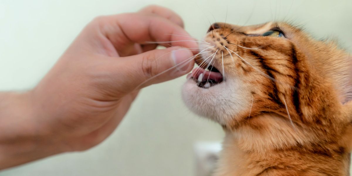 Une image attrayante mettant en vedette un chat avec une variété de friandises.