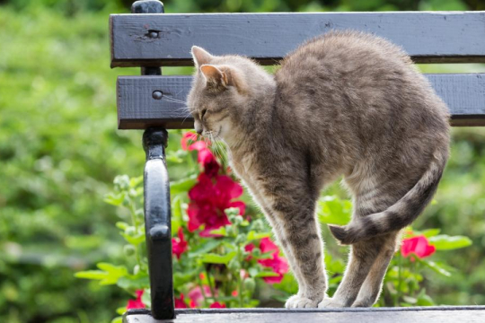 Pourquoi les chats cambrent-ils leur dos ? 8 raisons principales