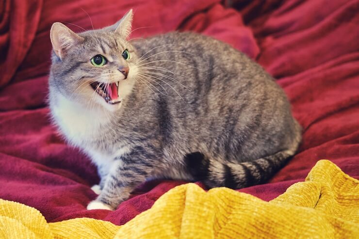 Un chat qui grogne, exprimant des signes d'agressivité ou de comportement territorial.