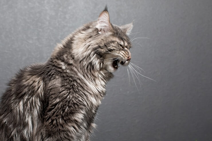 Un chat gris à l'air tendu, découvrant les dents et grognant, montrant des signes d'agitation ou de défensive, peut-être sans raison apparente.