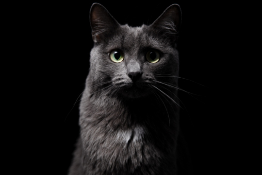 Les chats peuvent-ils voir dans le noir ?