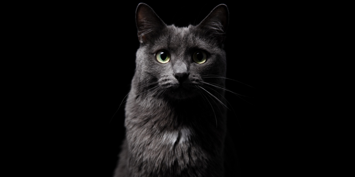 Un chat dans un environnement sombre, mettant en valeur le comportement félin dans des conditions de faible luminosité.